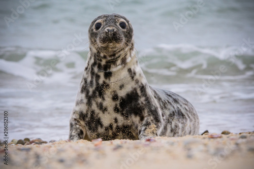 Gray Seal on the Beach © CurtisCPhotos