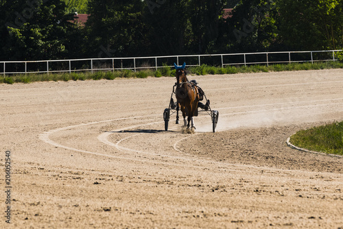 Trabendes Pferd, Trabrennbahn Karlshorst, Pferdesport, Pferderennbahn, Pferdesport photo