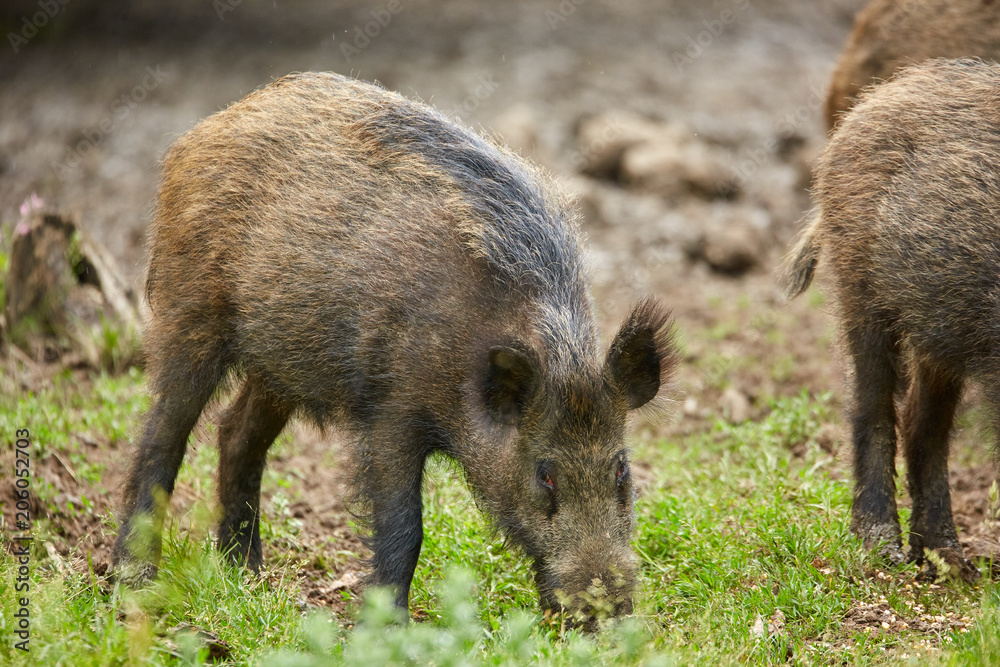 Fototapeta premium Juvenile wild hogs