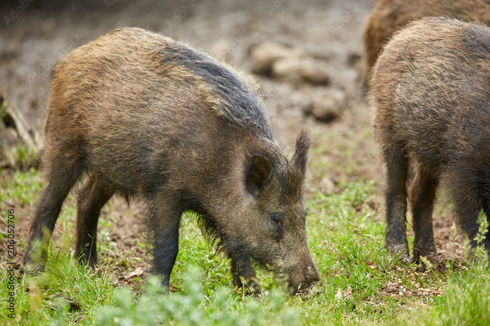 Juvenile wild hogs Juvenile wild hogs