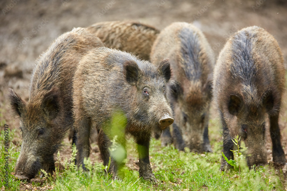Juvenile wild hogs Juvenile wild hogs