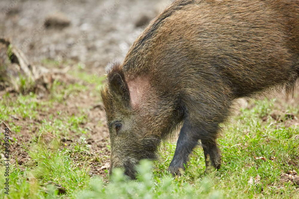 Juvenile wild hogs Juvenile wild hogs
