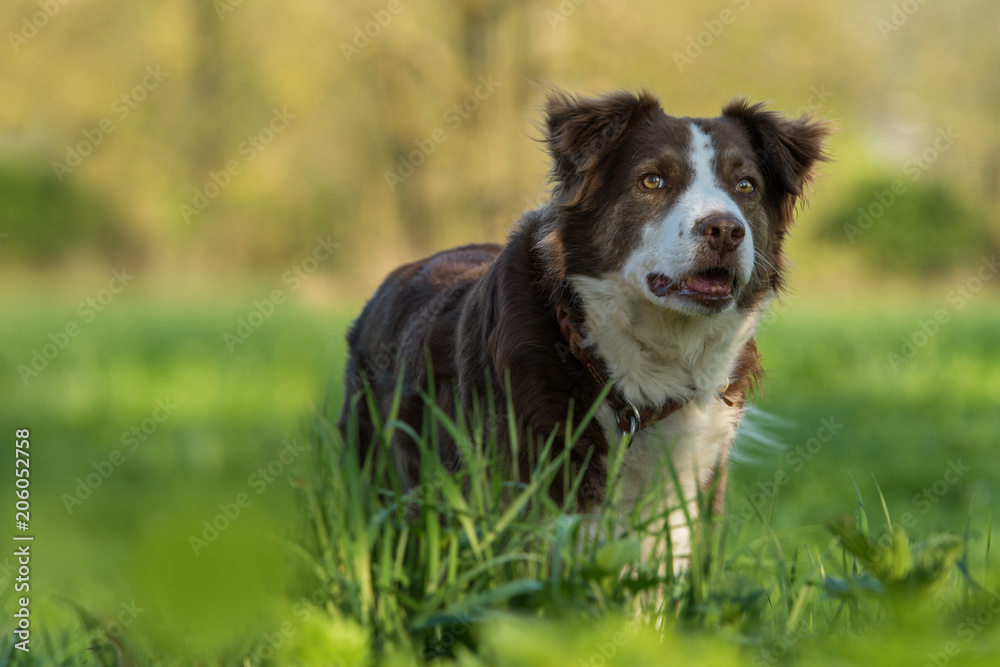 Cross breed dog in summer landscape