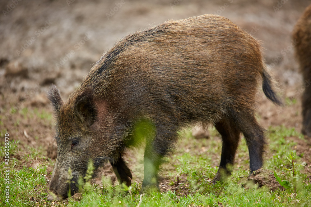Juvenile wild hogs Juvenile wild hogs