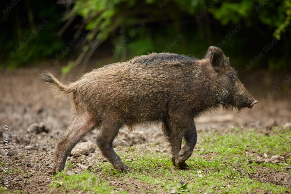 Juvenile wild hogs Juvenile wild hogs