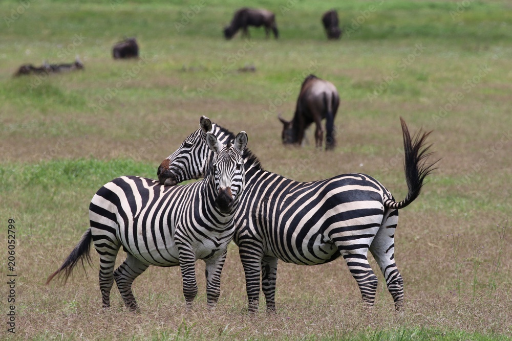 Zebras, Savannah, Serengeti Zebras, Savannah, Serengeti