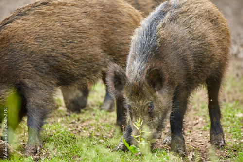 Juvenile wild hogs