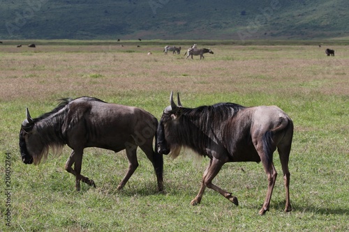 Great Migration Serengeti, Wildebeest bulls fighting. Tanzania, Africa