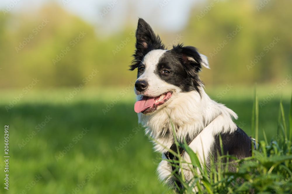 Young border collie sitting in a meadow