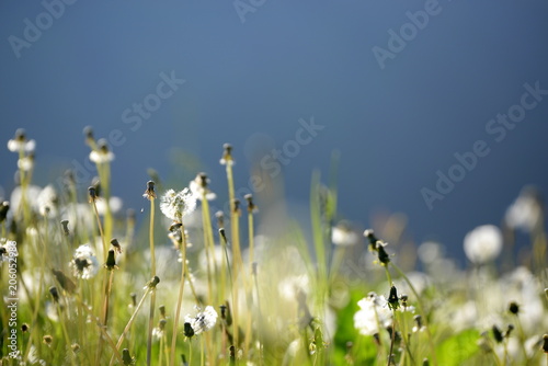 Fototapeta Naklejka Na Ścianę i Meble -  Löwenzahnwiese, Pusteblumen, teils ohne Samenstände, im morgendlichen Gegenlicht