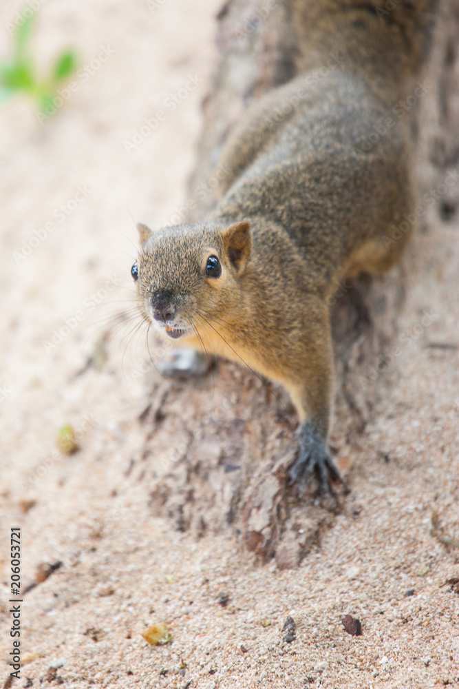 Squirrels on the island of Bali