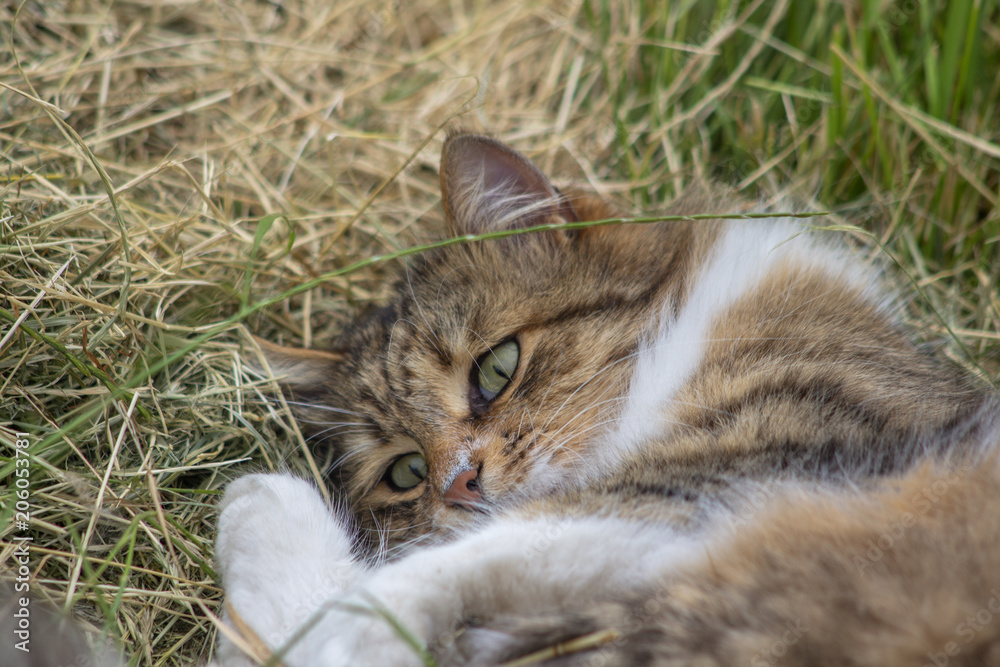 Cat of cut grasses in the meadow Cat of cut grasses in the meadow