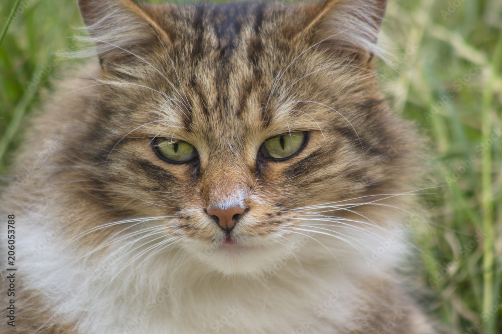Close-up portrait of a cat with green eyes on meadow.