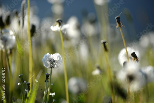 Fototapeta Naklejka Na Ścianę i Meble -  Stimmungsvolle Pusteblumen, Samenstände vom Löwenzahn im morgendlichen Gegenlicht