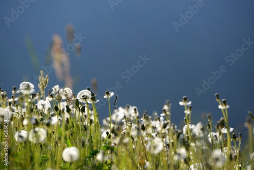 Fototapeta Naklejka Na Ścianę i Meble -  Die Seele baumeln lassen. Pusteblumen im morgendlichen Gegenlicht