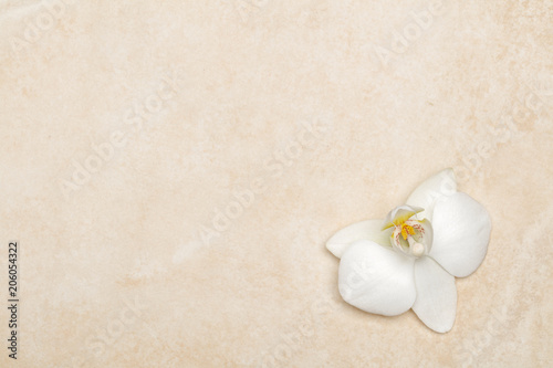 Background with orchid