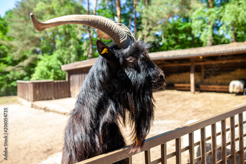 A male goat looks over a fence