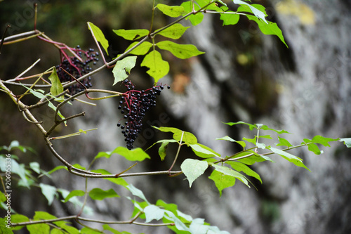 Black berries on the tree