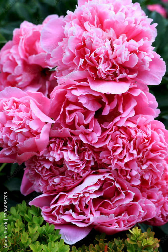 Beautiful pink blooming peony flowers and buds blossoming in the garden. Rose flower close up. Nature background. 