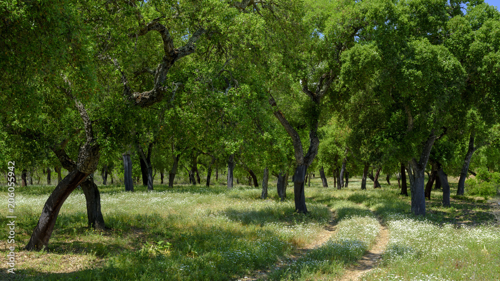 Naklejka premium View of cork trees within a shady glade outside the town of El Chaparrito, near the Parque natural de la Sierra de Grazalema, Andalucia, Spain