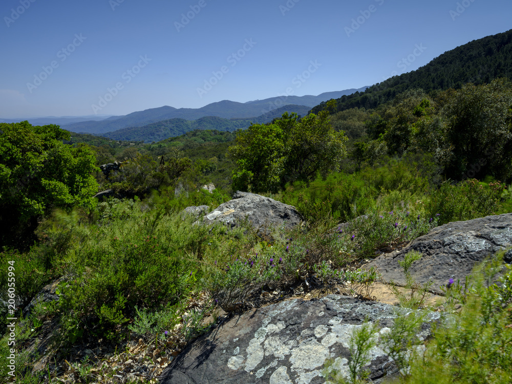 Views of cork trees and mountains taken on the A-375, within the Parque natural de la Sierra de Grazalema, Andalucia, Spain