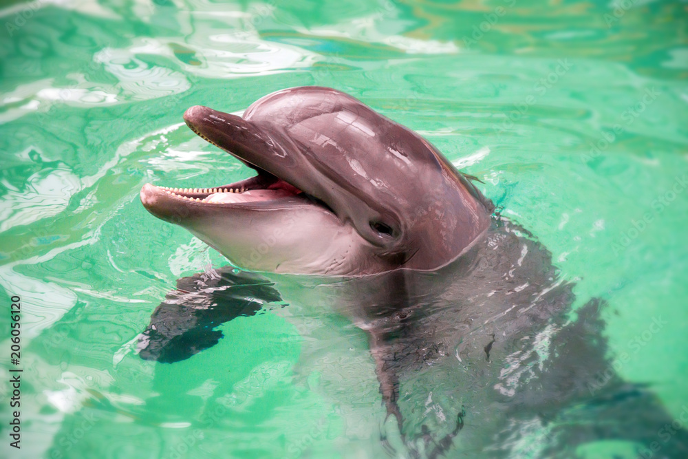 Obraz premium Common dolphin portrait