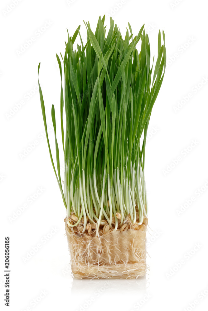 Wheat seedlings Wheat seedlings