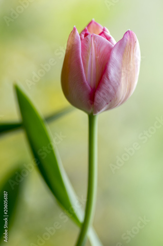 Single lonely common beautiful pink tulip with green leaves in spring time garden in bloom  flowering spring plant