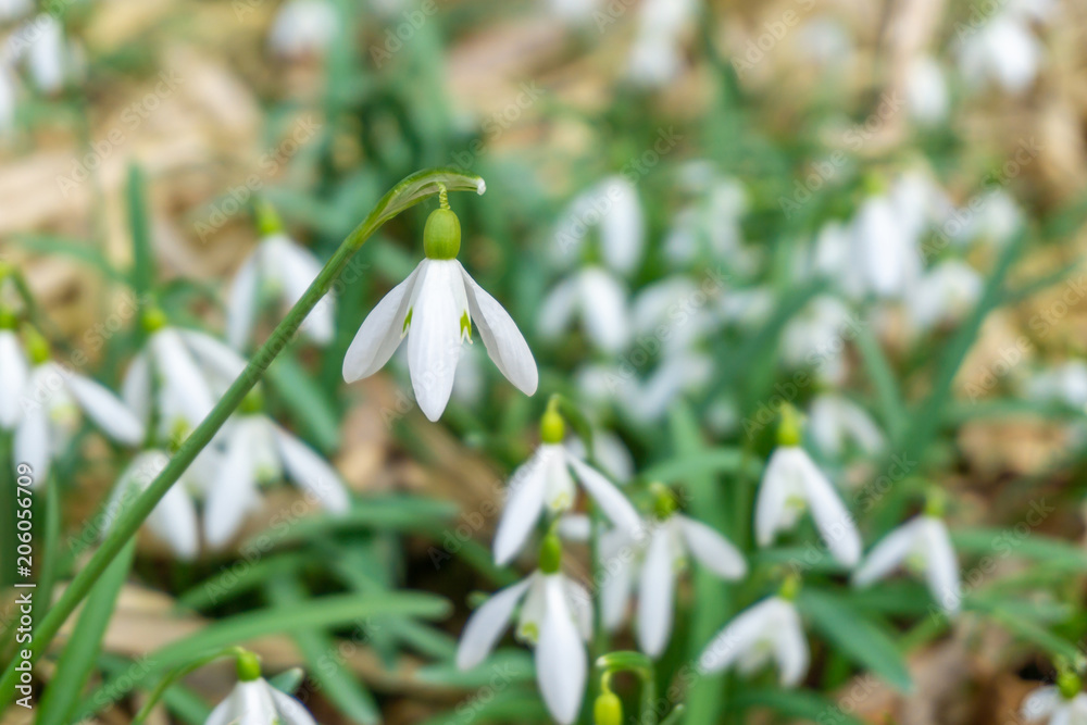 Cluster of common snowdrop flower rising over dry foliage in spring Cluster of common snowdrop flower rising over dry foliage in spring