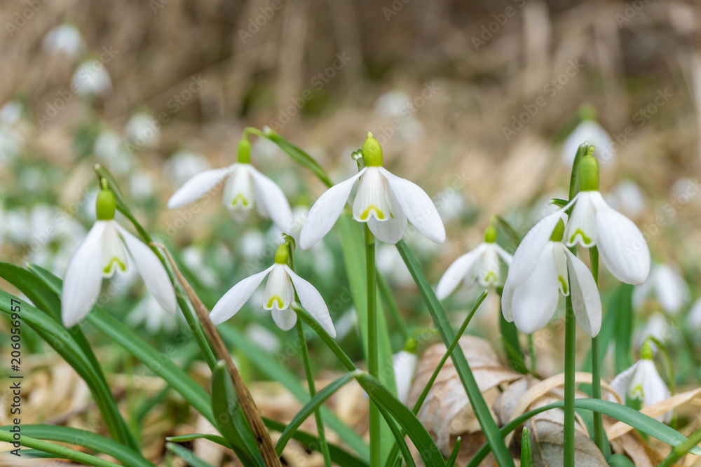 Cluster of common snowdrop flower rising over dry foliage in spring Cluster of common snowdrop flower rising over dry foliage in spring