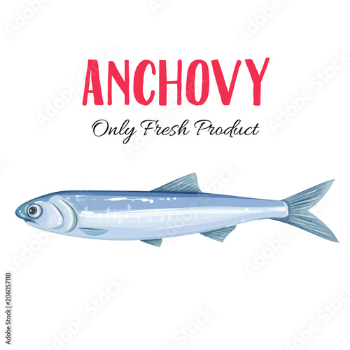 Vector anchovy. photo