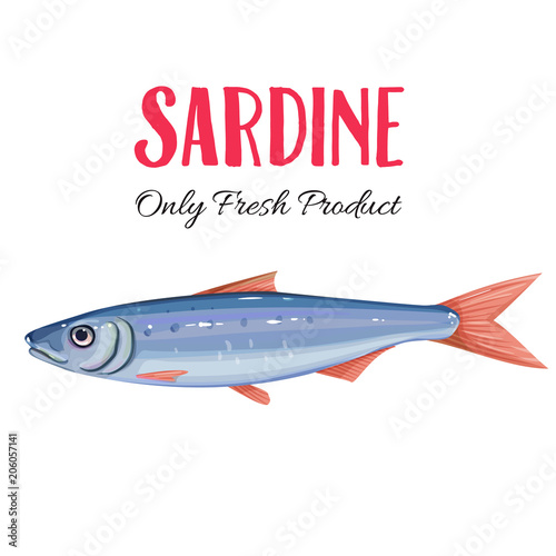 Vector sardine.