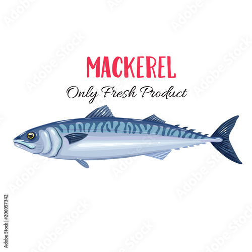 Vector mackerel.