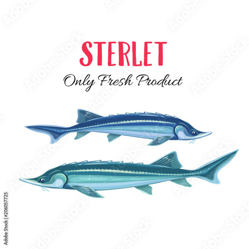 Vector sterlet.