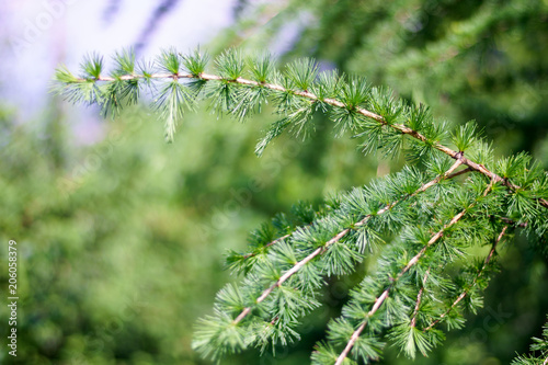 Sprig of pine  coniferous tree  beautiful colors and blur background. Good photo on website background.