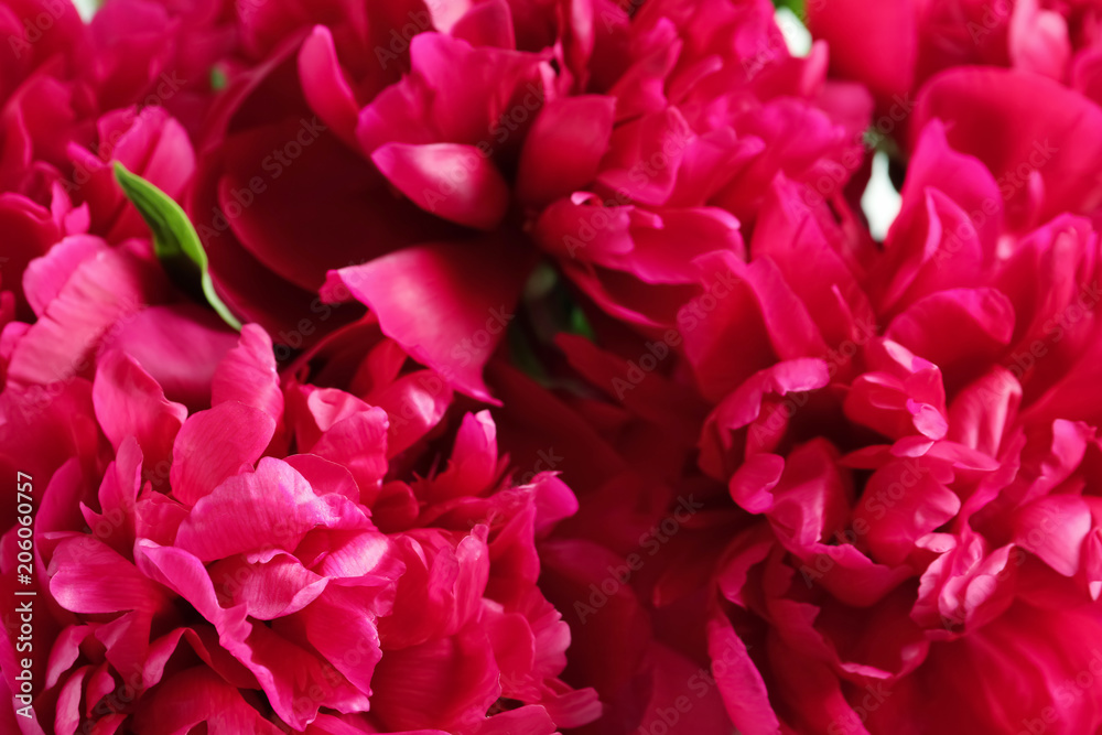 Beautiful blooming peony flowers as background, closeup