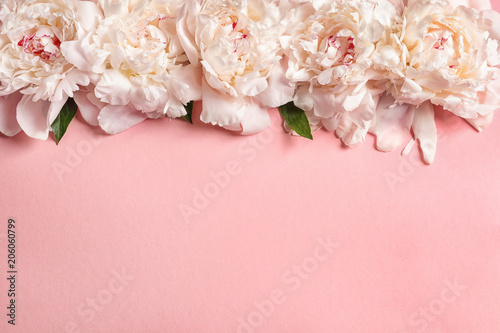 Beautiful blooming peony flowers on color background, top view