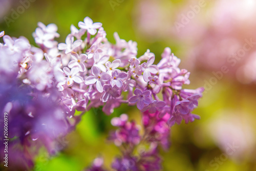 Blooming in may, a pink lilac close-up  © licvin