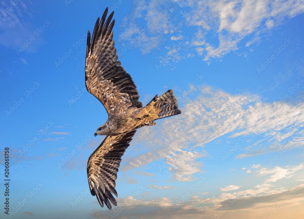 Obraz premium Rotmilan