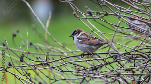 Spatz im Gebüsch