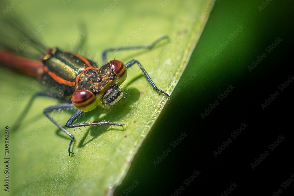 Red Damsel fly on a leaf macro image front view head Red Damsel fly on a leaf macro image front view head