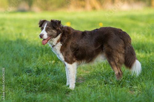 Mixed breed dog standing in a meadow
