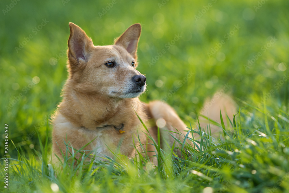 Mixed breed dog lying in a meadow