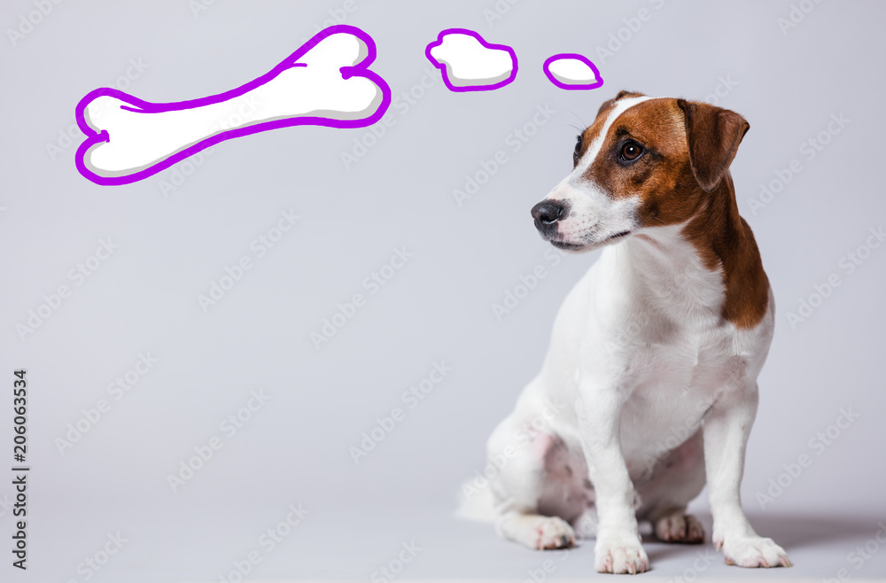 Young dog dreaming about bone on grey background