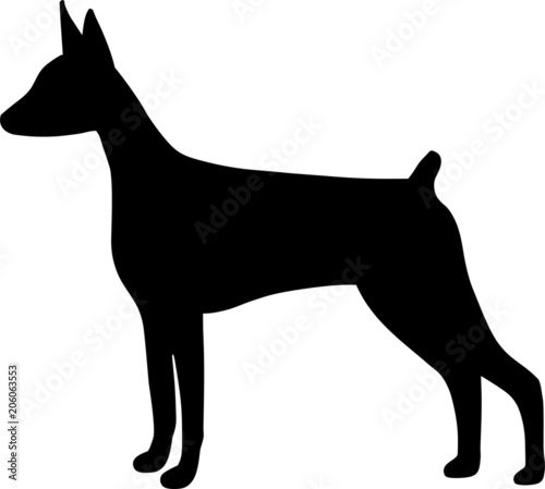 Doberman Pinscher Dog