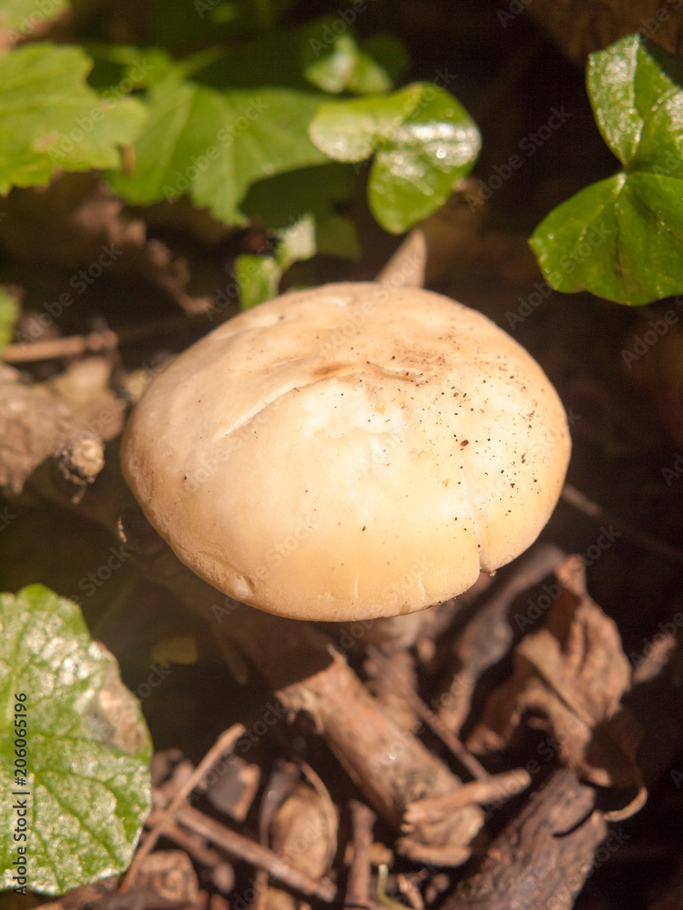 close up white cap st george's mushroom - Calocybe gambosa close up white cap st george's mushroom - Calocybe gambosa