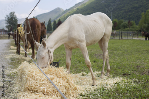Cremello foal (or albino) is eating