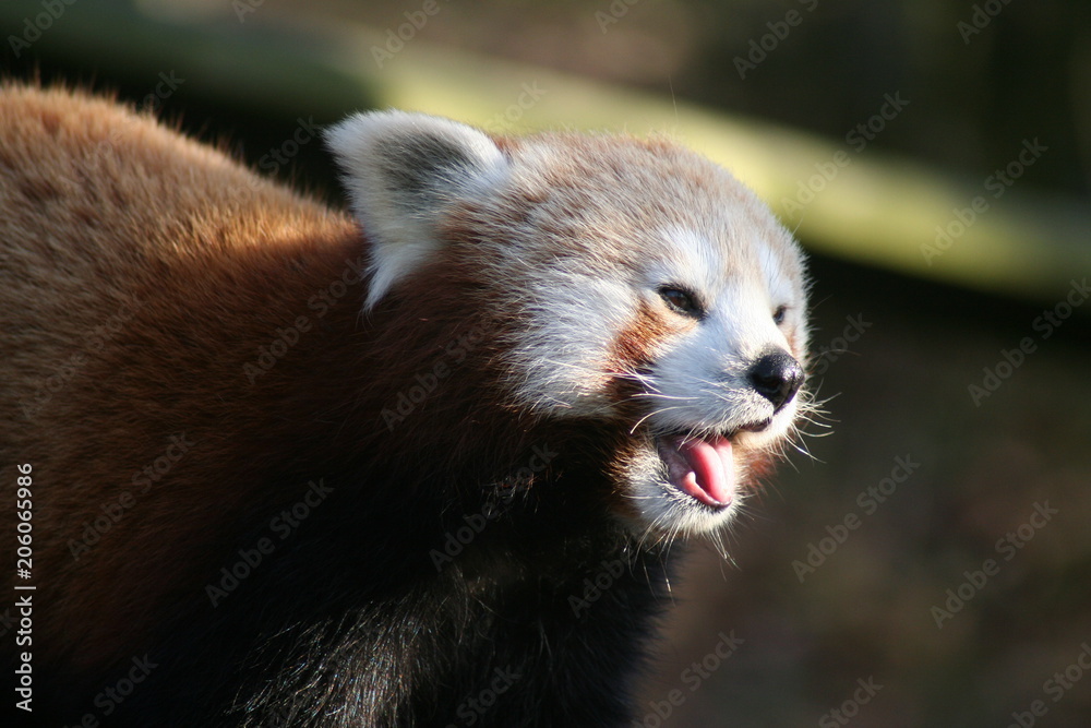 Obraz premium Closeup of a Red Panda