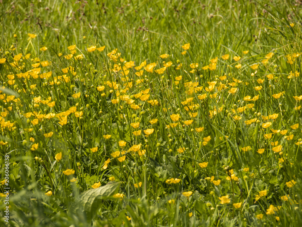 Butterblume Butterblume