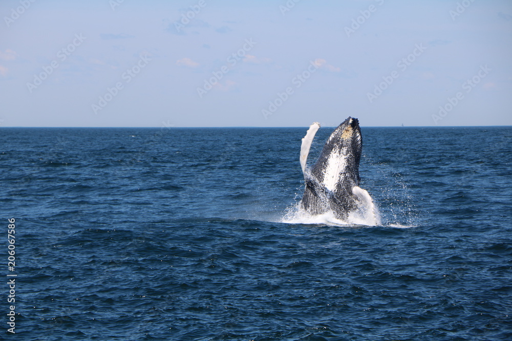 Fototapeta premium whale